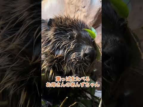 ビーバーのごはんタイム　東武動物公園 癒し 動物 動物園 ビーバー サムネイル