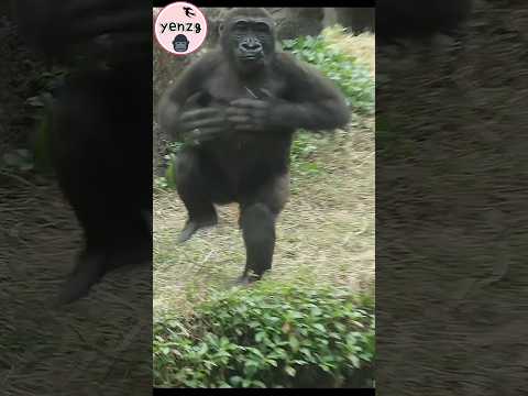 Ringo拍胸越來越威了 gorilla gorillatag taipeizoo 金剛猩猩 台北市立動物園 shor… サムネイル