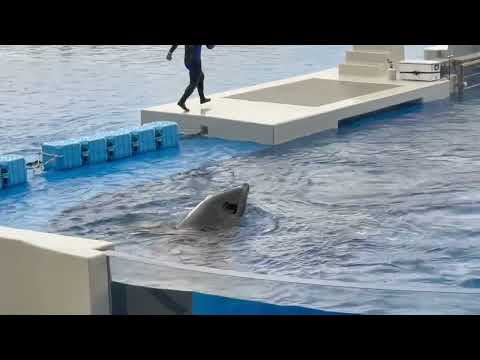 ランちゃんと♪ 須磨シーワールドにて　2025年12月25日 サムネイル