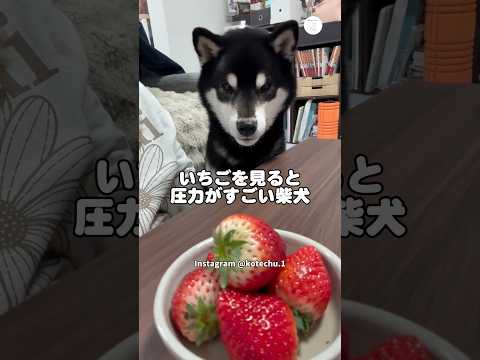 いちごを見ると圧が強くなる柴犬　柴犬　黒柴　犬　かわいい犬 面白い　犬のいる暮らし サムネイル