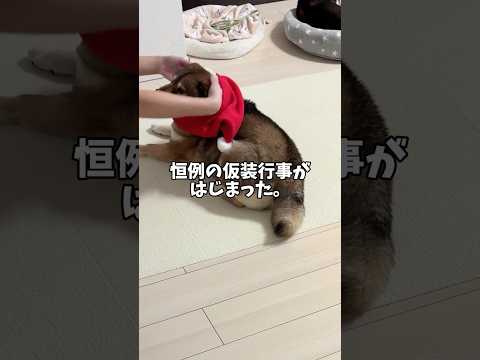 柴犬🐕を襲ったクリスマスの悲劇！？ サムネイル