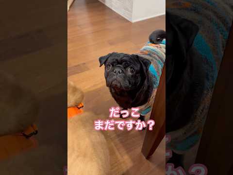 だっこ癖 dog パグ doggie pug puppy だっこ cutedog いぬのきもち healing 癒し… サムネイル