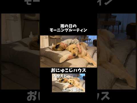 最近は麹とお昼寝するのが毎日の日課💤❤️ ゴールデンレトリバー 大型犬のいる生活 サムネイル