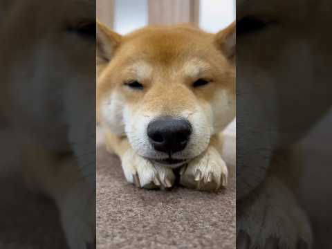 柴犬とん君を前から上から後ろから　柴犬　柴犬とん サムネイル