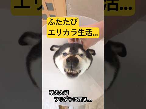 【悲報】再度のエリカラ生活 サムネイル