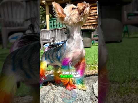 Top 4 Rarest and Most Beautiful Yorkie Colors shorts dog pe… サムネイル