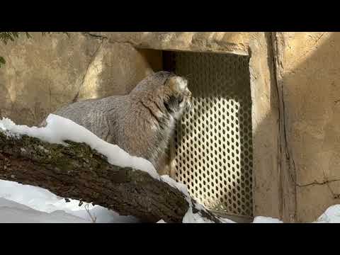 季節は冬ですが、ナゴムくんには春が来た模様　マヌルネコ　那須どうぶつ王国にて　2026年2月1日 サムネイル