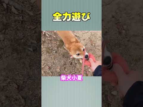 全力遊び 神戸  shibainu shiba 癒し 柴犬 サムネイル