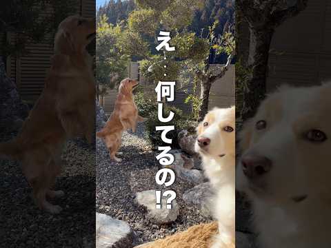 妹犬に試練を与えるボーダーコリー...【ゴールデンレトリバー】shorts サムネイル