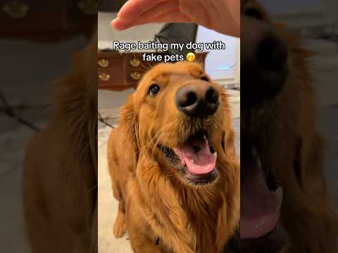 Fake Pets Prank 🤭 サムネイル