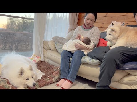 優しく赤ちゃんを見守る柴犬＆サモエドと父に孫ができた事をご報告しました。 サムネイル