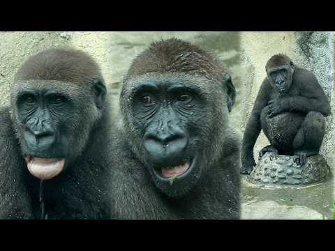 Jabali is having so much fun playing in the pool, flip his… サムネイル