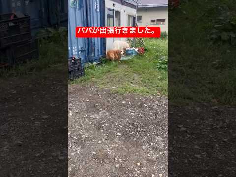 パパを探してるのかな…ミント君