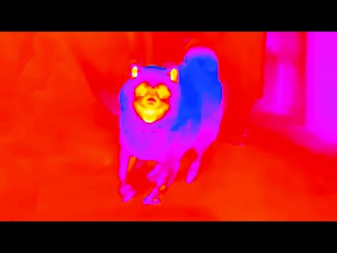 柴犬との感動の再会をサーモグラフィーで撮影してみた サムネイル