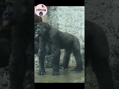 funny gorilla 😛🤣 gorillatag taipeizoo 金剛猩猩 台北市立動物園 shorts サムネイル