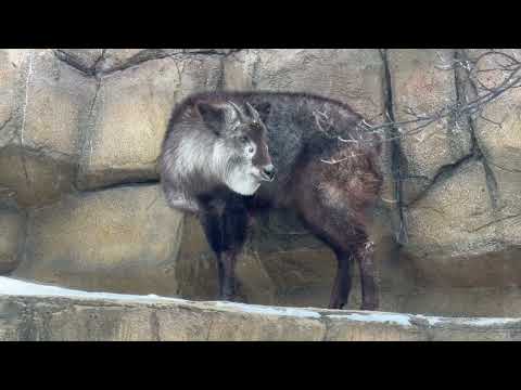 お部屋の扉開いているのに お外に居るミカゲくん　ニホンカモシカ　那須どうぶつ王国にて　2026年1月30日 サムネイル