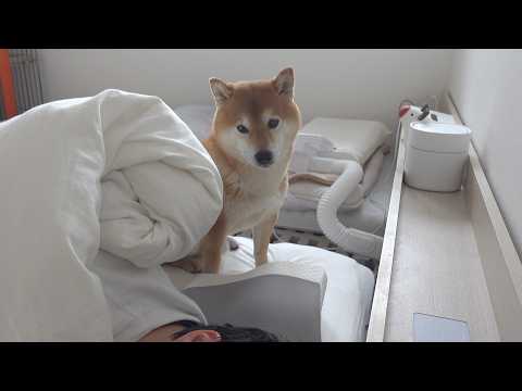パパの異変に気づいた柴犬、自分もしんどいのに優しく寄り添ってくれました サムネイル