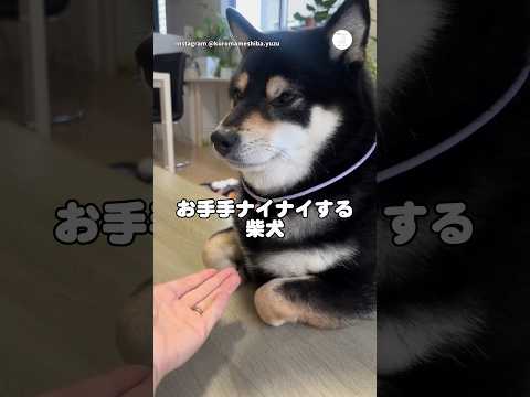 お手手ナイナイする柴犬　　柴犬　犬　かわいい犬 豆柴 黒柴 サムネイル