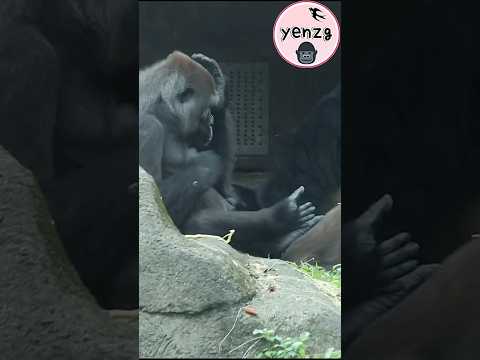 Gorilla Tayari拍胸拍頭腳踢Iriki好可愛😆 gorillatag taipeizoo 金剛猩猩 台北市… サムネイル