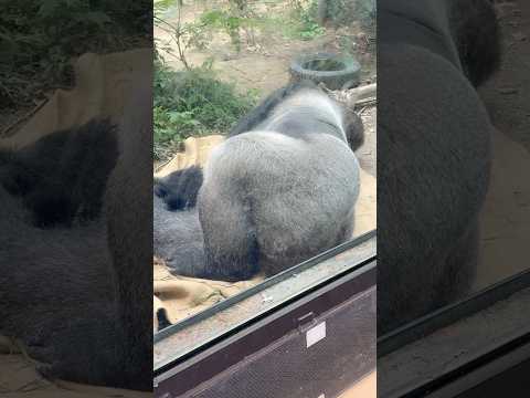 shorts モモタロウの後ろ姿　ニシゴリラ　京都動物園　2026年6月14日 サムネイル