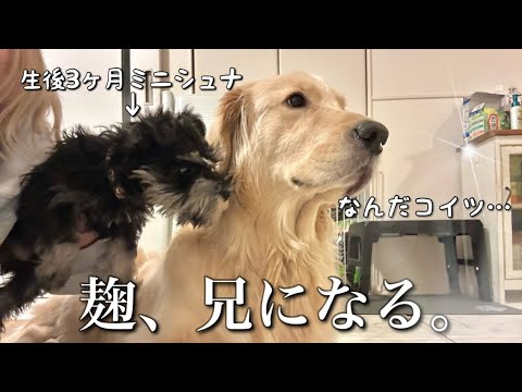 【弟が来た日】1日多頭飼い体験ではしゃぎ過ぎた麹に事件が起きました サムネイル