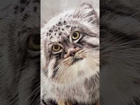 #shorts かっこいいエルくんの看板　東山動植物園 サムネイル