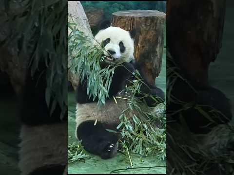 圓仔定格：我可愛嗎?🤣 panda zoo cute 貓熊 熊貓 yuanzai taipeizoo 台北市立動物園…