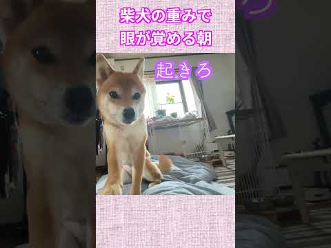 柴犬の重みで 眼が覚める朝 神戸 柴犬 shiba サムネイル