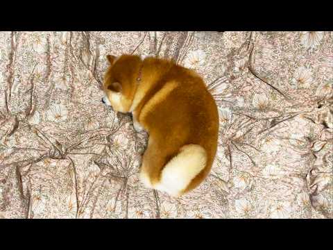 柴犬のくるくるベッドメイキング俯瞰図 サムネイル