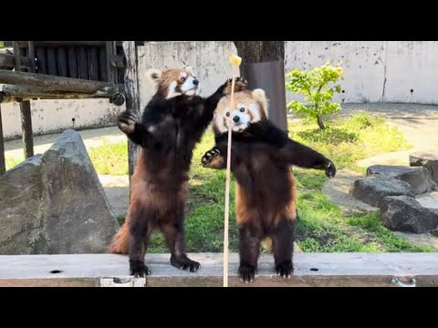 まんまタイム　ひなたくんと令花ちゃん　レッサーパンダ　大森山動物園　2026年5月2日 サムネイル