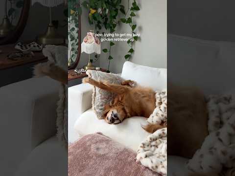 coming home to my golden retriever🤍goldenretreivers dog pup… サムネイル