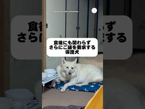 『もっと食べたい』要求が止まらない保護犬　　保護犬　犬　かわいい犬 犬のいる暮らし 面白い サムネイル