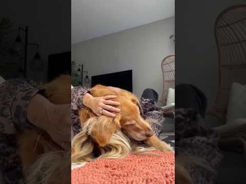 conversations with my golden retriever🥺goldenretreivers dog… サムネイル