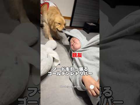 遊んでほしいゴールデン、親友のフードを離してくれない😂　ゴールデンレトリバー 大型犬　犬　かわいい犬 犬のいる暮らし サムネイル