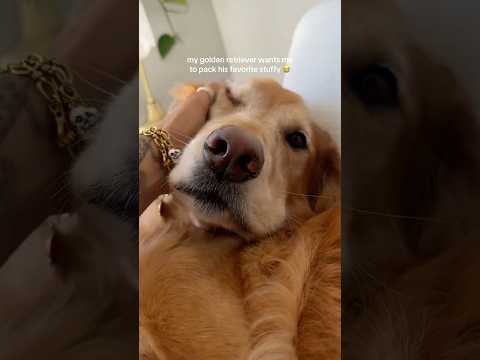coming home to my golden retriever🥵goldenretriever goldenpu… サムネイル