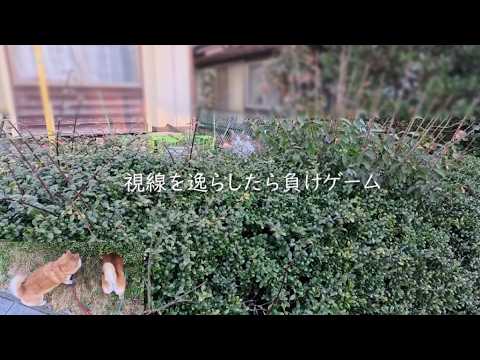 視線を逸らしたら負けゲーム開催 サムネイル