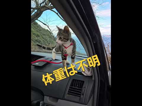 今日のキビ 体重は不明 kitten ゴールデンレトリバー 子ネコ 癒し 子猫 goldenretriever 猫 c… サムネイル