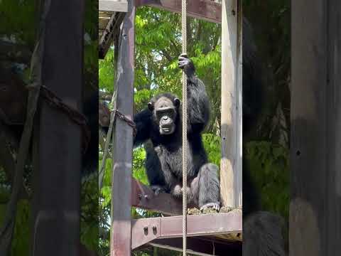 shorts 今日も陽気なサンタくん　チンパンジー　千葉市動物公園にて　2026年4月19日 サムネイル