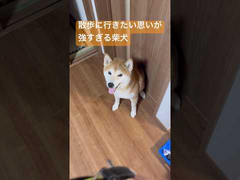 散歩に行きたい柴犬The Shiba Inu wants to go for a walk. しばいぬ 柴犬 サムネイル