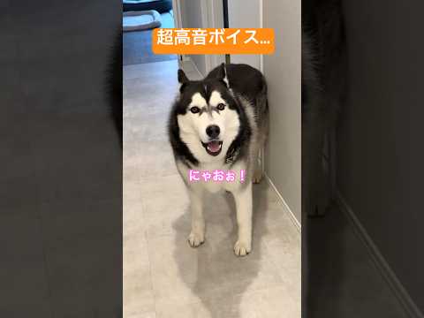 【うそやろ…】とんでもないギャップをもつシベリアンハスキー サムネイル