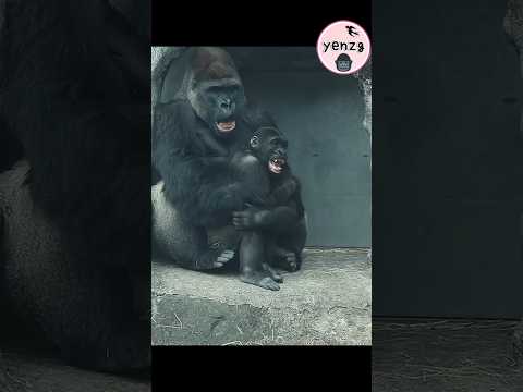 D'jeeco play with don Ringo gorilla gorillatag taipeizoo 金剛… サムネイル