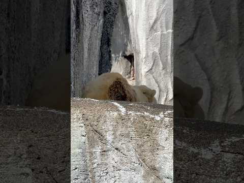 shorts 横顔が少し🥹　9:48 頃のバフィンさん　   ホッキョクグマ　浜松市動物園にて　2026年3月15日 サムネイル