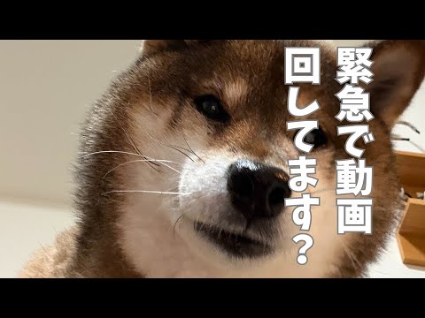 柴犬花さんが急に告げられたこと・・・ サムネイル