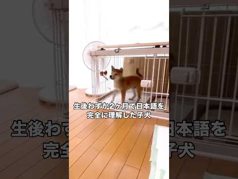 生後2ヶ月半で言葉を完全に理解した柴犬 柴犬 子犬 日本犬 柴犬のいる暮らし