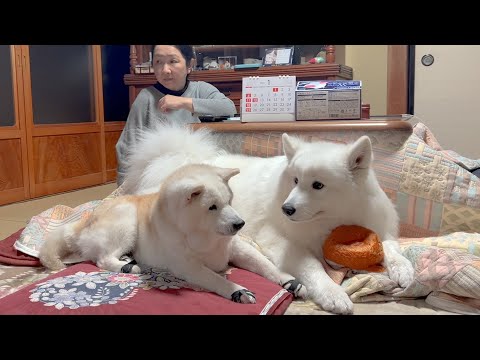 大好きなママに構って欲しくて赤ちゃん返りする寂しがり屋なサモエドと柴犬 サムネイル