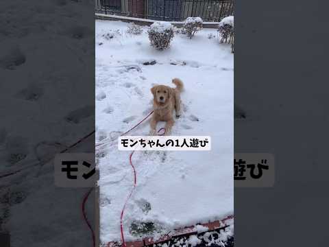 モンちゃん喜び庭かけ回りゴールデンレトリバー ゴールデンレトリバー サムネイル