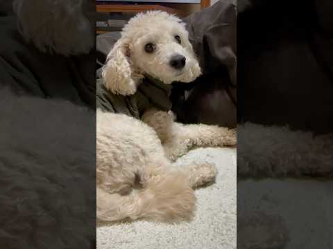 shorts 今日のタローちゃん　トイプードル　2026年2月24日 サムネイル