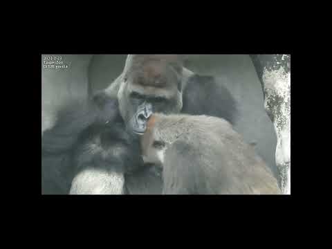 old married couple.Gorilla D'jeeco 24y3m old husband & wife… サムネイル