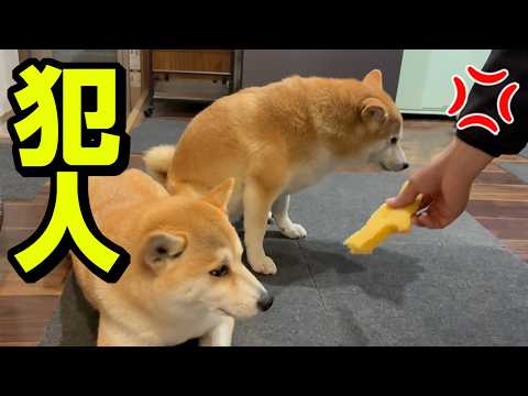 柴犬にイタズラを問い詰めたら…娘が1番ヤバかった件 サムネイル