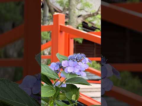 shorts 第二紫陽花苑　藤森神社にて　2026年6月12日